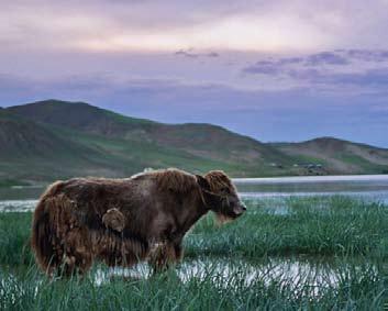 However, Mongolia isn t all stark plains- animals such as moose, otters and bears inhabit thick pine forests, magnificent mountains and luscious valleys.
