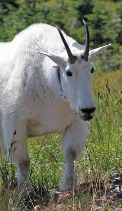 constructs, whether goats use roads, popular adjacent trails, and people as safe havens from predators, and effectiveness of possible deterrents to problem goats.
