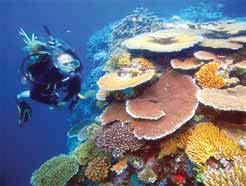 coral viewing Hot and cold buffet lunch All taxes and levies Return transfers from accommodation Infants safety swimming enclosure Morning and afternoon tea OPTIONAL ACTIVITIES: at extra charge