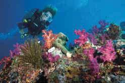 Divers can enjoy three guided dives, including drift dives, wall dives and isolated pinnacles surrounded by pelagic fish and coral gardens.