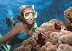 Calypso Snorkel and Dive TOURS 5 hours at the Great Barrier Reef Maximum 80 guests Buffet lunch includes prawns Use of snorkelling equipment and instruction Morning and afternoon tea Guided