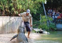 Admission to Cairns Night Zoo Guided spotlighting tour (torches provided) Aussie barbecue dinner, dessert, beer, wine, soft drinks, juice, water, tea and coffee.