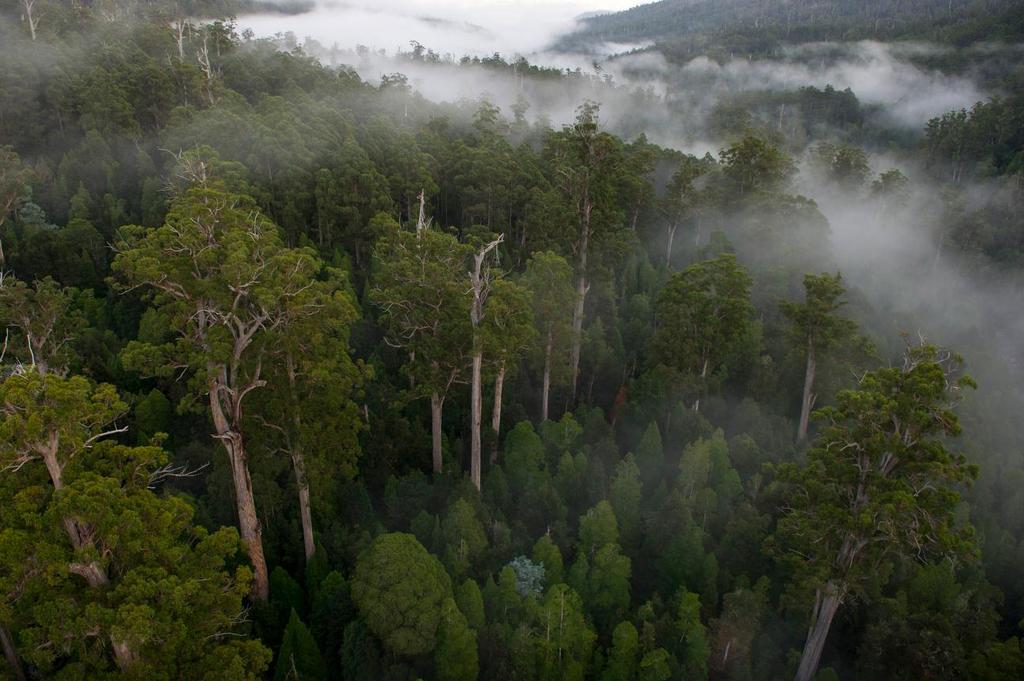 Heritage Area, threatened by logging. Photo Bill Hatcher i Australian Government. 2014.