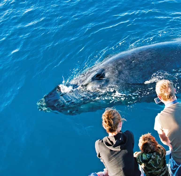 Whale watching, Hervey Bay The World Tourism Organisation defines ecotourism as: 1.