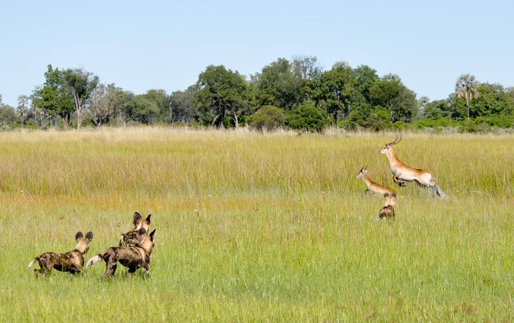 4 INTRODUCTION Northern Botswana is considered by many to be the premier safari destination.