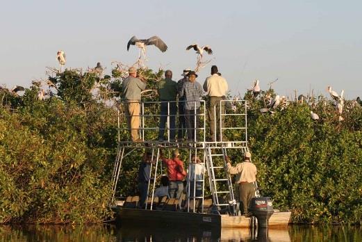 The area is very diverse including permanent waters of the Okavango Delta, wide open plains, mopane woodlands, and palm islands.