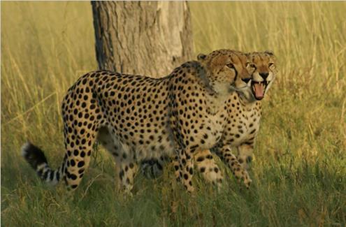 Kwara concession is rich in predators and this area has been one of the most productive for cheetah, leopard, and lion sightings.