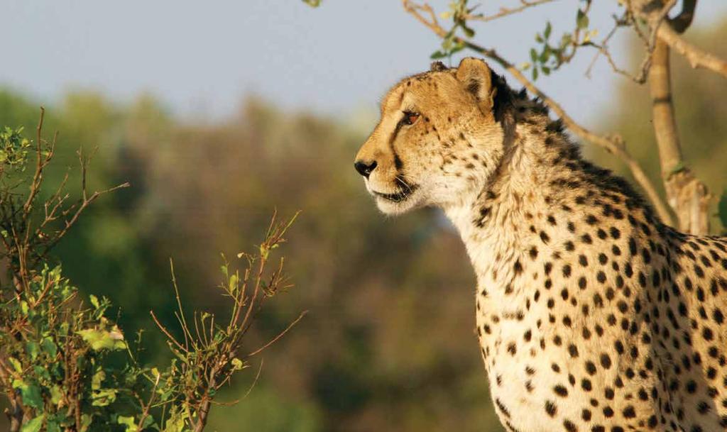 COMPANY OVERVIEW Enrico Tours and Safaris is a Dynamic Travel and Tourism company that primarily focuses on Wildlife, Nature, and Memory creation.
