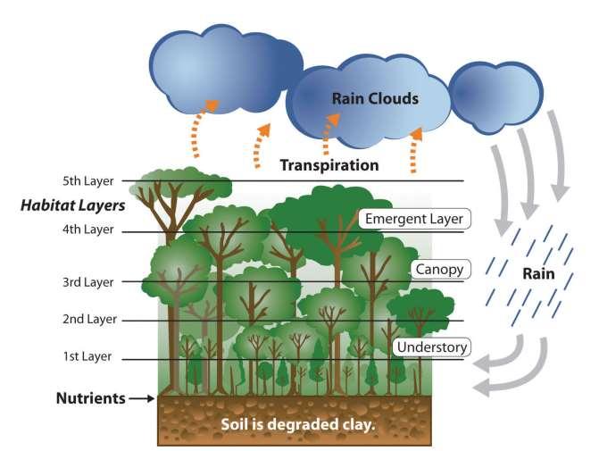Figure 6.31 Dynamics of a Tropical Rain Forest This image illustrates that the nutrients of the tropical rain forest ecosystem rests on the forest floor because tropical soils are degraded.