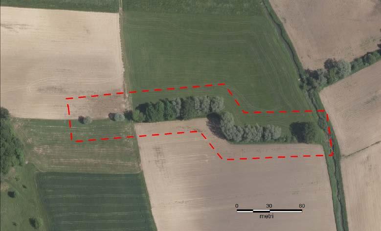 Drevesa so razporejena tako, da sledijo liniji jarka, v medsebojnem razmiku od 5 do 30 metrov (Slika 13).