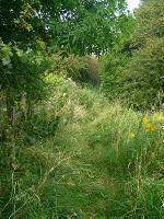 Image 21: The alternative path, which is overgrown and would require much