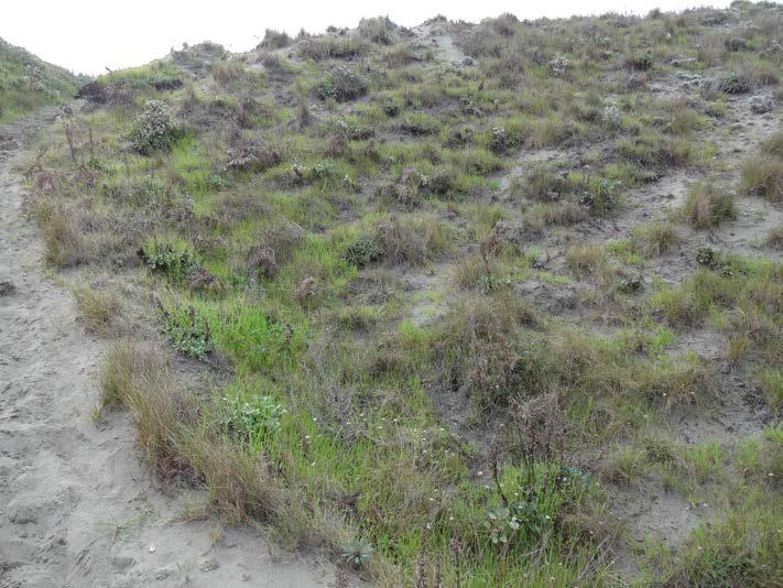 Annual Grasses Endangered Humboldt Bay wallflower b.