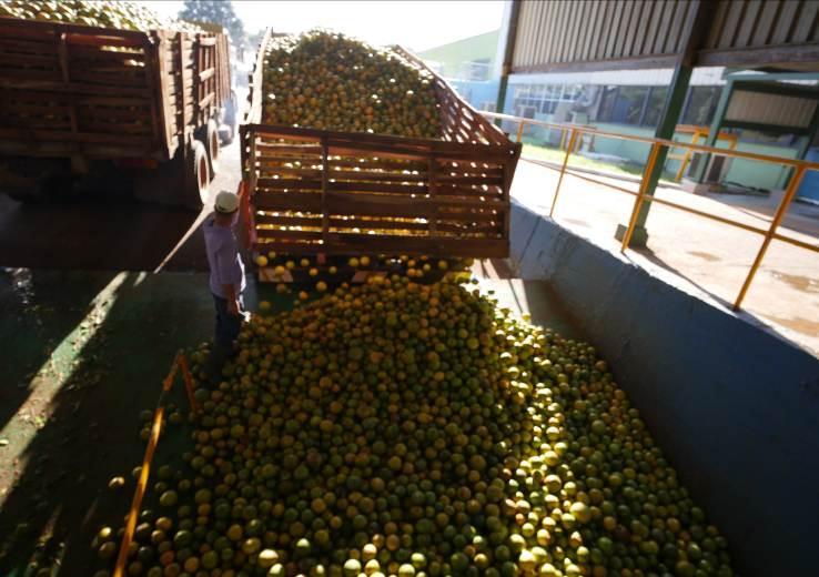 This Managerial Unit has a processing capacity that exceeds 80 thousand tonnes of citrus and other fruits like pineapple (Ananas comosus (L.