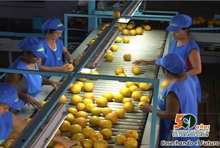 This processing unit is member of the International Association of Fruit Juice Producers (IFU) and also member of SGF (Sure Global Fair).