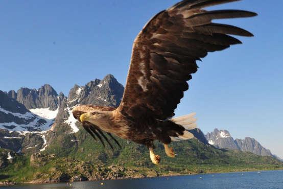 Lofoten has an exciting bird life, and the region is visited by several hundred bird species during the year.