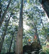 River Township Walk the main street ITINERARY: Day 1 Perth to Tree Tops and Pemberton region Travel south through Donnybrook s famous apple and stone fruit orchards and the rolling farmlands of the