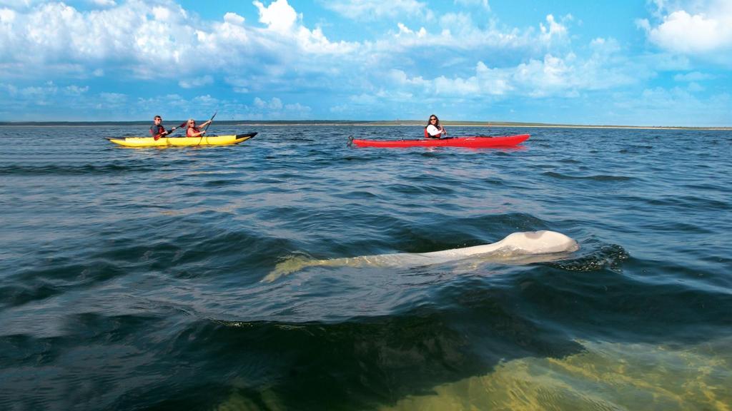 Getty Image Kayak with Beluga Whales in Canada Adventurous travelers can head to Northern Manitoba s Hudson Bay coastline.