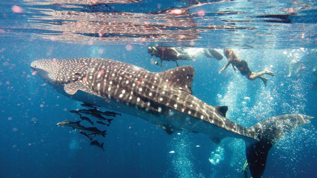 Getty Images Snorkel with Whale Sharks in Mexico Come face-to-face with the world s largest fish with a swim off of Isla Holbox.