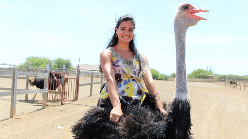 Courtesy of Curacao Ostrich Farm Ride Ostriches in Curacao Located near Groot St.