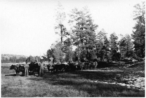 RD079-009 Pagosa Lumber Company Railroads and Sawmills 30 Author Sullenberger, Robert Author 1901 Station/Site Pagosa Springs Branch CO A view of ox teams pulling a Rio Grande, Pagosa & Northern