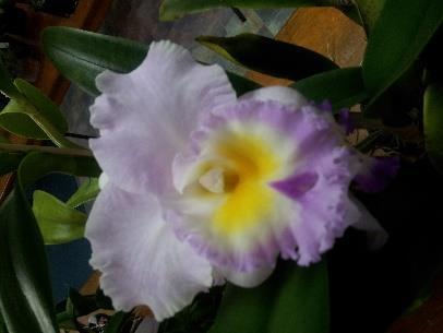 CALOUNDRA ORCHID SHOW The