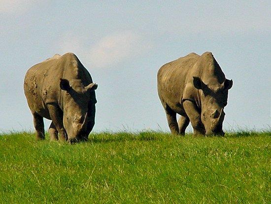 18 White Rhinos in KZN The Ezemvelo KwaZulu-Natal Wildlife (EKZN Wildlife), controls more than a 100 Nature Reserves in KwaZulu-Natal,