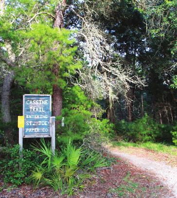 Florida s ecosystems. The trail is accessed through a rustic camping site in Point Washington State Forest and connects to the 30A corridor, through a Seagrove neighborhood (no parking).