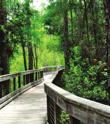 The trail winds its way through the preserve, with most of it on an elevated wooden boardwalk that gives a great view of the varied habitats below.