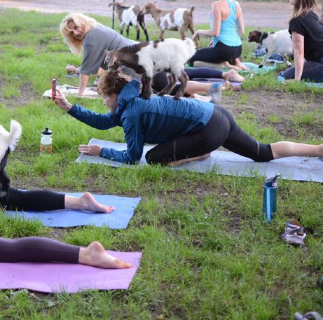 free entertainment Junior Livestock Auction Yoga with Goats July 26 - Kent Barn, 6:30pm Presented by WhyYoga -