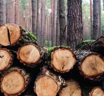 Trees contain a lot of water, freshly cut logs will contain about 50% water and will be difficult to burn and may cause excessive tar deposits on glass panels, stove
