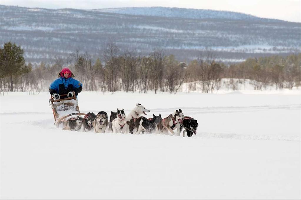 To make it more exclusive we only take a maximum of 4 sled dog teams at a time.