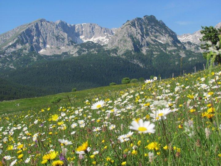 NP Durmitor Durmitor, the crown of Montenegrin mountains, embellished with glacial emerald lakes Diversity of flora and fauna is very noticible, with numerous endemic and relict species.