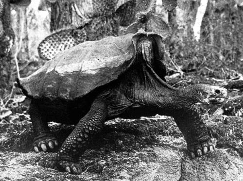 Another unique species Geochelone elephantopus, the Galápagos tortoise gave the