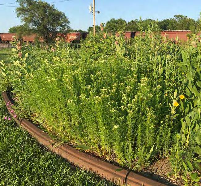 Pollinator Prairie Connects to lake paths on east side railroad via Dennis Avenue Connects to Olathe orth Senior High School Connects to historical neighborhoods, marked with Original Town street