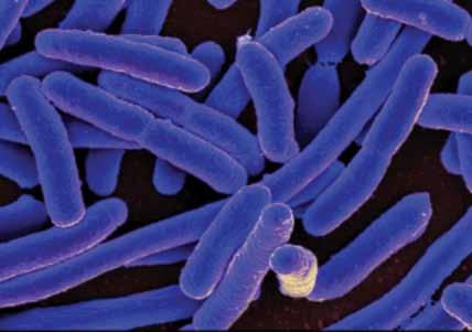 Med (patogenimi) mikroorganizmi, ki povzročajo različne nalezljive bolezni, so lahko poleg bakterij in virusov tudi protisti in glive, vendar ti še zdaleč niso tako številčni.