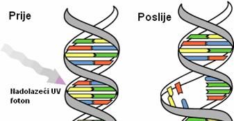 Mutacija je slučajna promjena gena. Neki geni mutiraju lakše, a neki teže, pa se dijele na stabilne i nestabilne gene.