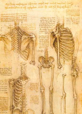 Zanimivo Risbe skeleta. m. trapesius, m. sternocleidomastoideus in m. deltoideus. Temeljito je zrisal tudi hrbtne mišice, od površinskih do globokih.