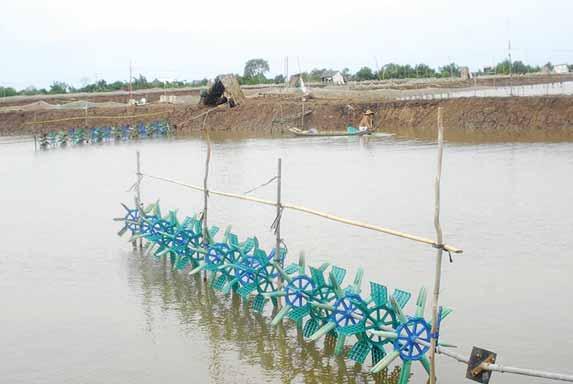 18 Towards Sustainable Coastal Management and Intensive shrimp farming Intensive shrimp farming has recently become more common in Ben Tre, especially in Thanh Phu District.