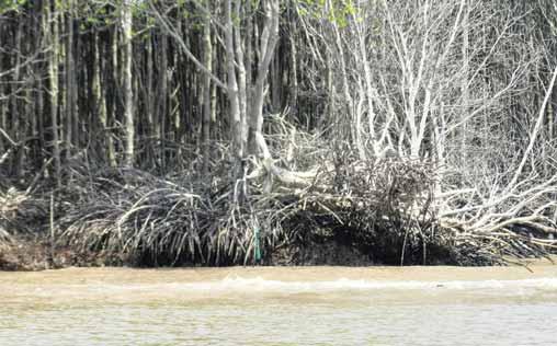22 Towards Sustainable Coastal Management and Figure 15: Many mature trees of Rhizophora apiculata were also uprooted by deficit of sediment around their roots on Cay Dua area of Thanh Hai commune