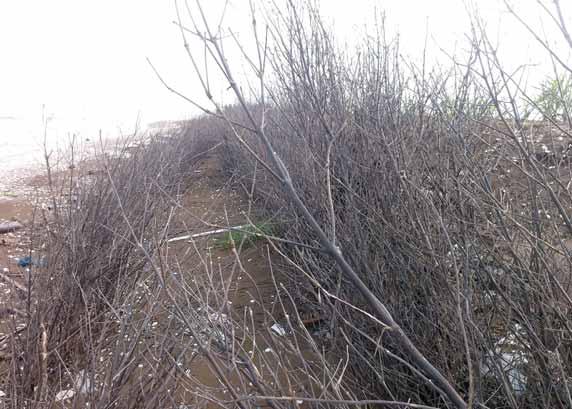 Towards Sustainable Coastal Management and 35 Double brush fences Double brush fences were constructed by using two rows of dried brushes of Rhizophora apiculata in parallel to the coast in Bao Thuan