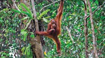 Venture to the Sepilok Orangutan Sanctuary to visit orangutans which have been orphaned, rescued from illegal captivity or injured.