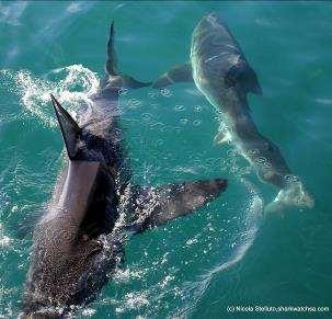 On one of your days in Cape Town you'll have the once in a lifetime opportunity to go Shark Cage Diving or Boat-based Whale Watching with the leading, ethical operator in this field: Marine Dynamics.