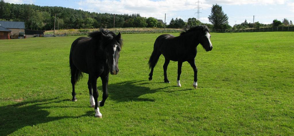 Horses In 2011, 13 228 horses were reported on holdings of less than 10 ha, representing 35.9% of total horses reported in Scotland in 2011. This represents an increase of 42.