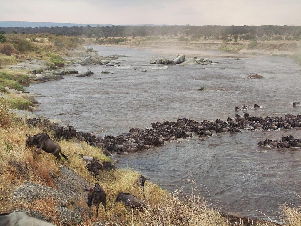 The Lamai wedge is a golden triangle defined by the Kenyan border on top and the Mara River below, and