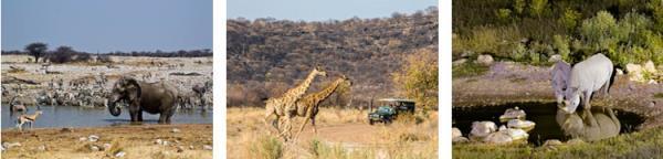 Plains game roam freely and there are over 300 species of birds in that area. Onguma Tented Camp is located on the Onguma Game Reserve, bordering on the eastern side of Etosha National Park.