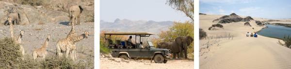 Despite the arid environs, one of the greatest concentrations of desert elephant and lion can be found within this unique area along with sightings of giraffe, antelope, black rhino, leopard and