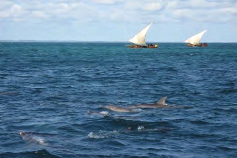 Dolphin Trip The most popular dolphin spotting location in Zanzibar is off Kizimkazi village located on the southern coast of Zanzibar Island where you can see both bottle-nose and humpback dolphins.