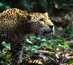 Many of the natural resources are in Peru s network of protected areas particularly its