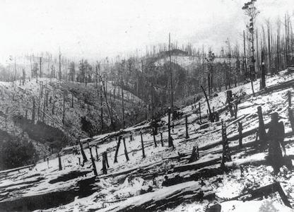 Concern at the rate of land clearing was raised in the early 1900s which led to the preservation of an area now part of the Tarra Bulga National Park.