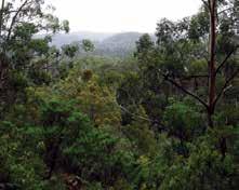 EX-PLANTATION AREA WITHIN THE CORES AND LINKS CONVERTED TO NATIVE FOREST HVP CUSTODIAL LAND AND PREFERRED KOALA HABITAT In the 1930s, fewer than 1000 Koalas reportedly remained in south eastern